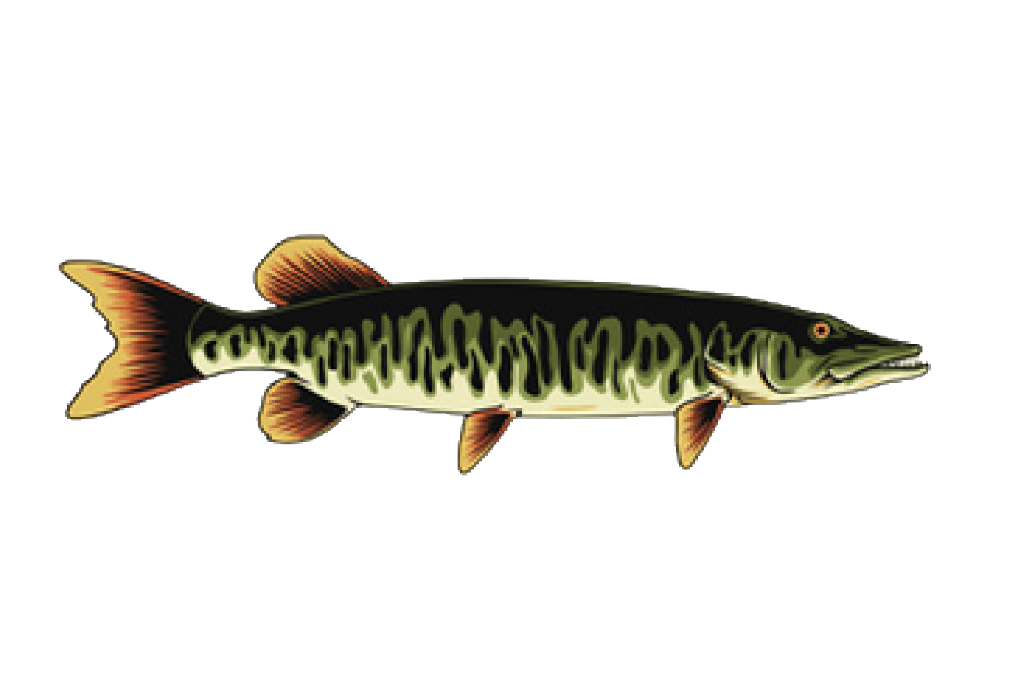 David Vis Tours